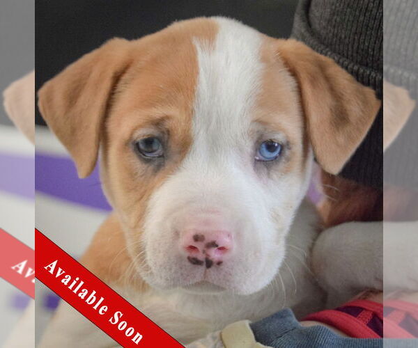 Medium Photo #1 American Staffordshire Terrier-Boxer Mix Puppy For Sale in Huntley, IL, USA