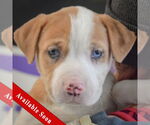 Small American Staffordshire Terrier-Boxer Mix