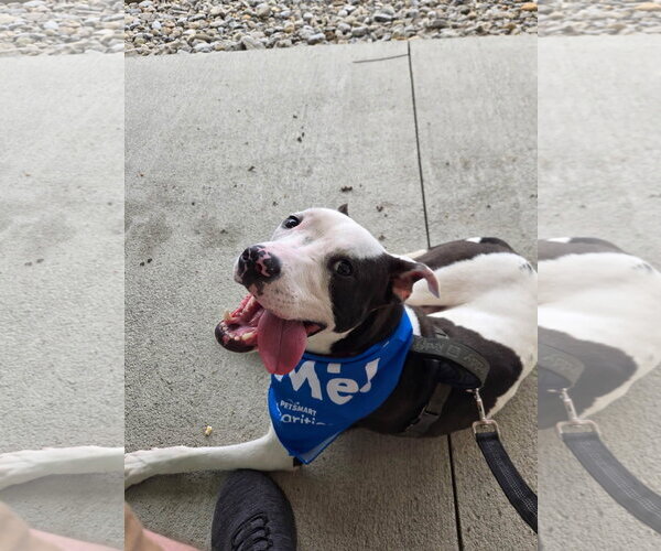 Medium Photo #3 American Pit Bull Terrier-Unknown Mix Puppy For Sale in Germantown, OH, USA