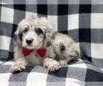 Small Photo #11 Old English Sheepdog-Poodle (Miniature) Mix Puppy For Sale in LAKELAND, FL, USA