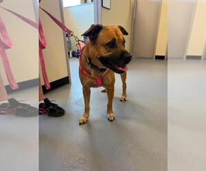 Honey - Female Black Mouth Cur-Unknown Mix Dog for Adoption - Photo #4