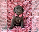 Small Photo #2 Labrador Retriever Puppy For Sale in KIRKWOOD, PA, USA