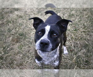 Australian Shepherd-Unknown Mix Dogs for adoption in Decatur, IL, USA