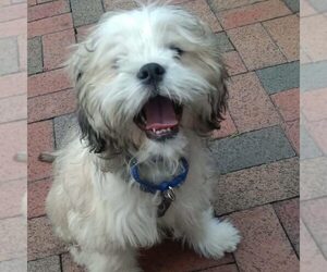 Lhasa Apso Dogs for adoption in Spring Lake, NC, USA
