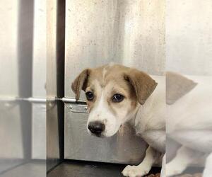 Huskies -Unknown Mix Dogs for adoption in San Antonio, TX, USA