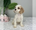 Small Photo #1 Cocker Spaniel Puppy For Sale in FRANKLIN, IN, USA