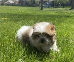Small #12 Shih Tzu