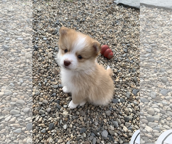 View Ad: Shepherd-Pomeranian Mix Puppy for Sale near Massachusetts, E PEPPERELL, USA. ADN-126993