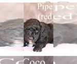 Puppy Piper Poodle (Standard)