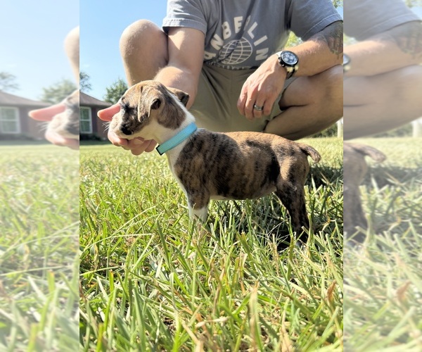 Medium Photo #8 Boxer Puppy For Sale in SCOBEY, MS, USA