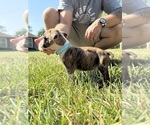 Small Photo #8 Boxer Puppy For Sale in SCOBEY, MS, USA