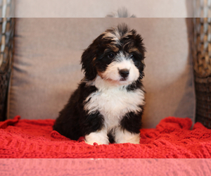 Bernedoodle Puppy for sale in ITASCA, TX, USA