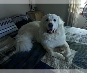 Mother of the Great Pyrenees puppies born on 06/17/2023