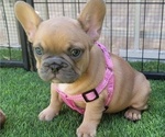 Small #3 French Bulldog