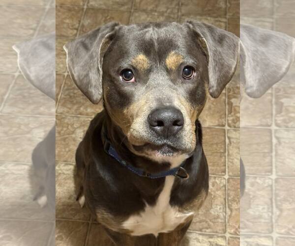 Medium Photo #5 Rottweiler-Unknown Mix Puppy For Sale in Minneapolis, MN, USA