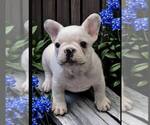 Puppy Blue collar French Bulldog
