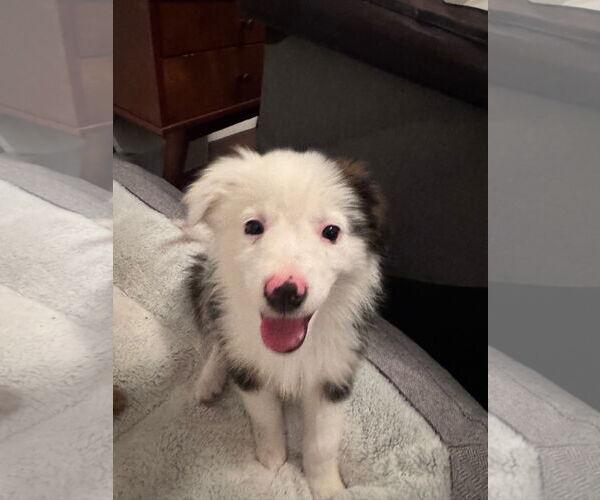 Medium Photo #3 Australian Shepherd-Unknown Mix Puppy For Sale in Newport Beach, CA, USA