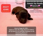 Small Poodle (Toy)
