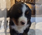 Small #1 Bernese Mountain Dog