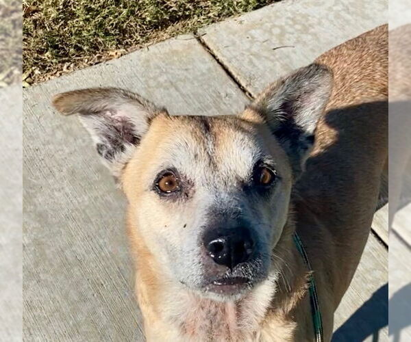 Medium Photo #4 Labrador Retriever-Unknown Mix Puppy For Sale in Newport Beach, CA, USA
