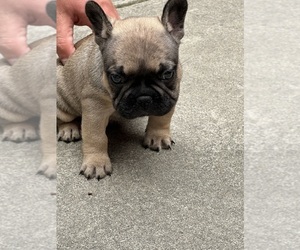 Medium French Bulldog
