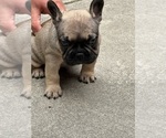 Puppy Mickey French Bulldog