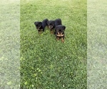 Small Photo #15 Rottweiler Puppy For Sale in COLUMBIA, TN, USA