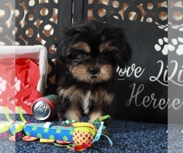 Medium Photo #3 Shorkie Tzu Puppy For Sale in MOUNT VERNON, OH, USA