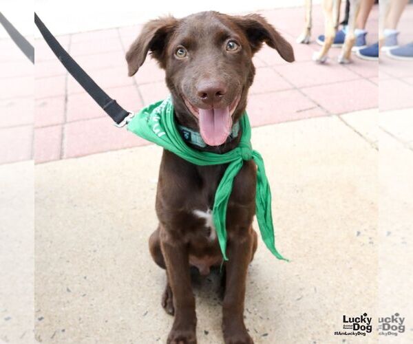 Medium Photo #9 Labrador Retriever-Unknown Mix Puppy For Sale in Washington, DC, USA