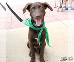 Small #8 Labrador Retriever Mix