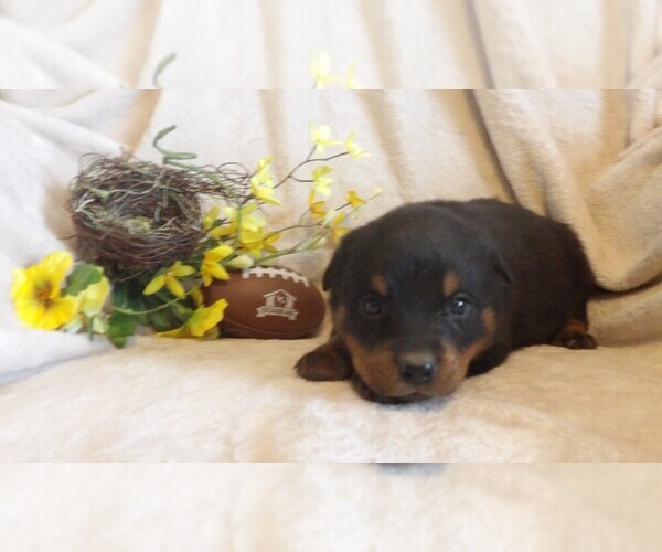 Medium Photo #3 Rottweiler Puppy For Sale in CASSVILLE, MO, USA