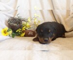Small #2 Rottweiler