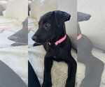 Small #1 Labrador Retriever Mix