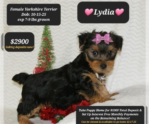 Medium Photo #1 Yorkshire Terrier Puppy For Sale in TUCSON, AZ, USA