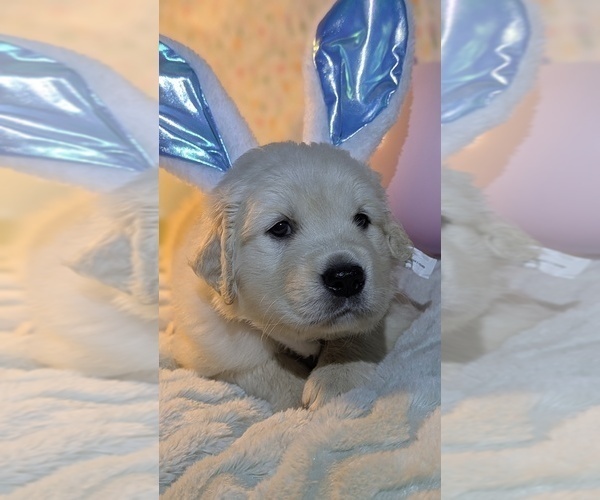 Medium Photo #18 Golden Retriever Puppy For Sale in MODESTO, CA, USA