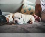 Small Photo #2 French Bulldog Puppy For Sale in EL CAJON, CA, USA