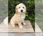 Small #3 Bichpoo