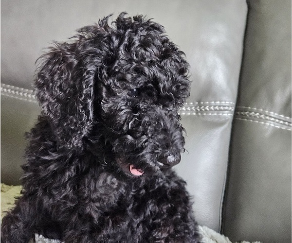 Medium Photo #9 Goldendoodle Puppy For Sale in DELTONA, FL, USA