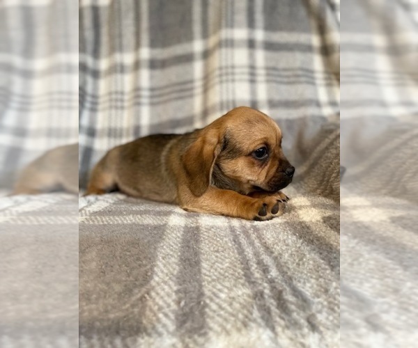 Medium Photo #15 Puggle Puppy For Sale in LAKELAND, FL, USA