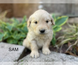 Golden Retriever Puppy for Sale in FORDLAND, Missouri USA