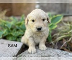 Image preview for Ad Listing. Nickname: Sam