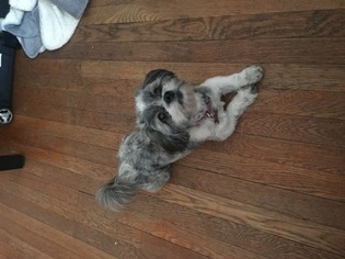 Zuchon Puppy for sale in BROOKLYN, NY, USA