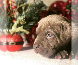 Cane Corso Puppy for sale in CONCORD, NC, USA