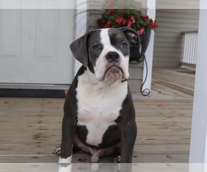 Olde English Bulldogge Puppy for sale in MOUNT VERNON, OH, USA