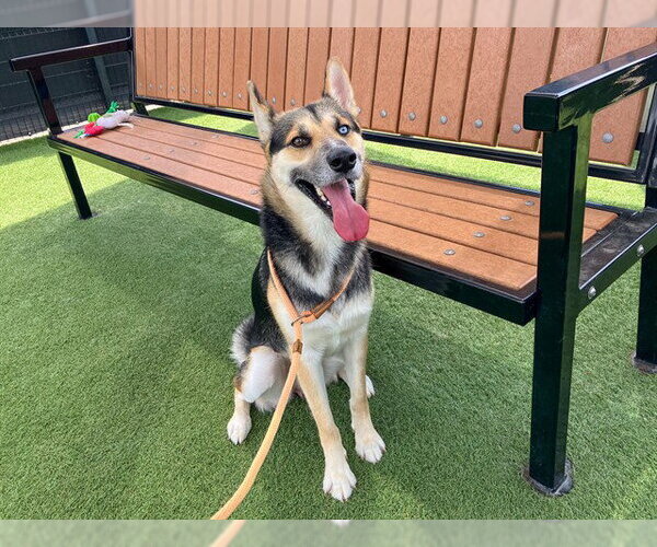 Medium Photo #1 Gerberian Shepsky Puppy For Sale in Orange, CA, USA