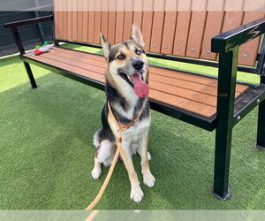 Gerberian Shepsky Dogs for adoption in Orange, CA, USA