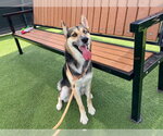 Small Gerberian Shepsky