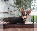 Small Photo #5 Pembroke Welsh Corgi Puppy For Sale in MORGANTOWN, PA, USA