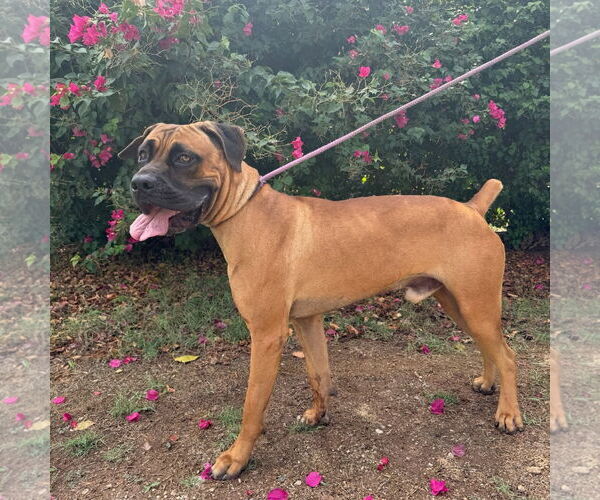 Medium Photo #6 Mastiff Puppy For Sale in Goodyear, AZ, USA