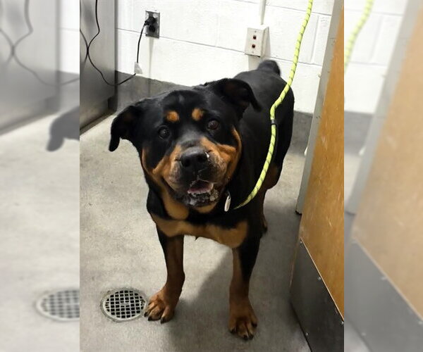 Medium Photo #1 Rottweiler Puppy For Sale in Forestville, MD, USA